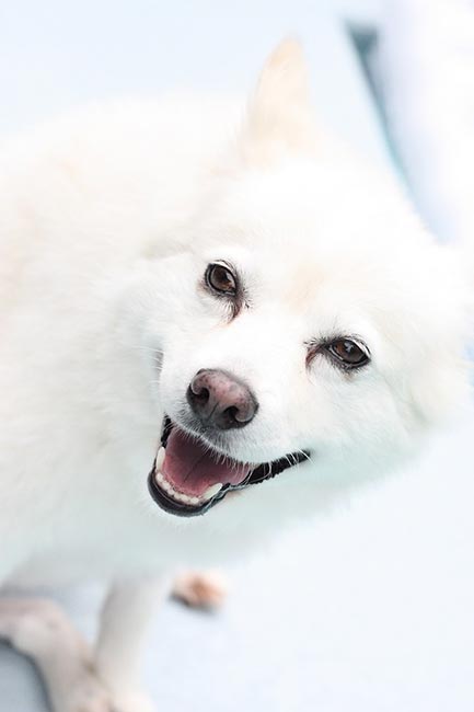 WHITE_DOG